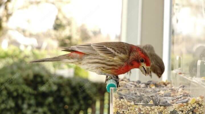 Bird on feeder