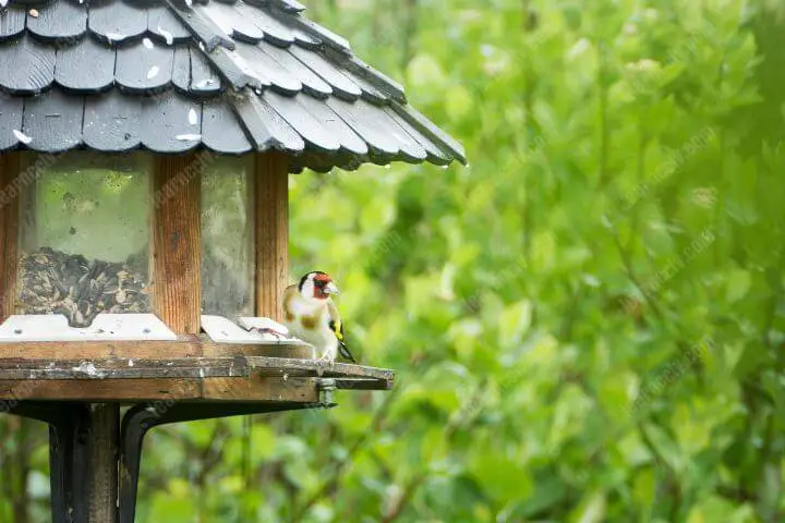 Bird watching with security cameras on feeder