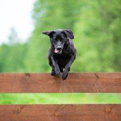 Dog jumping fence