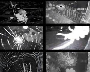 Spider on security cameras